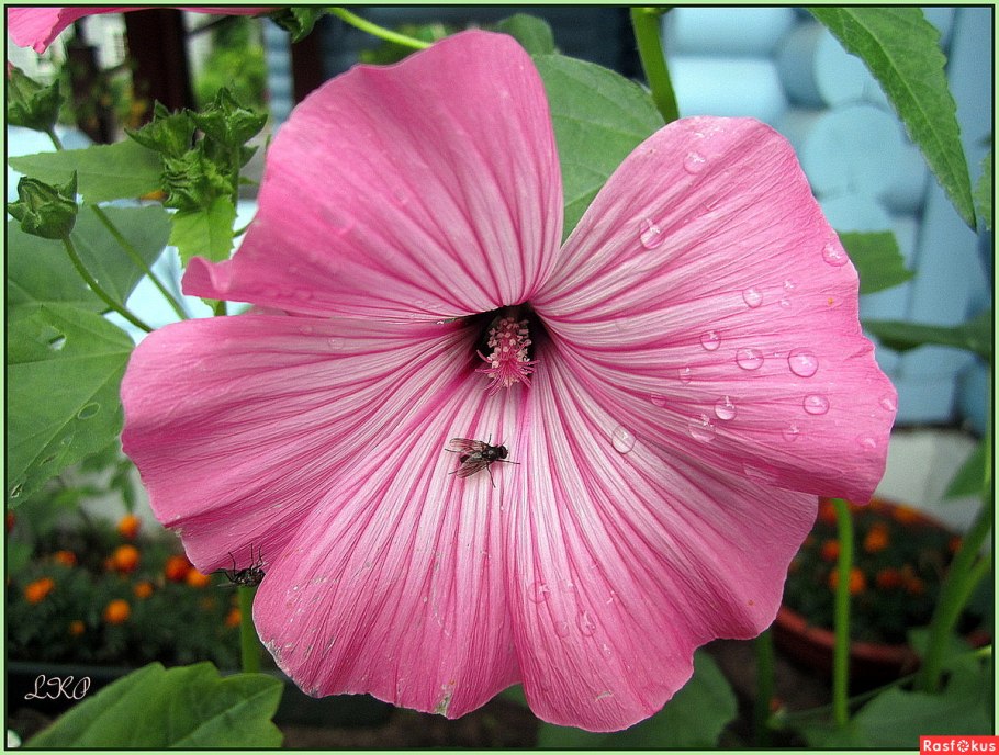 Лаватера хатьма