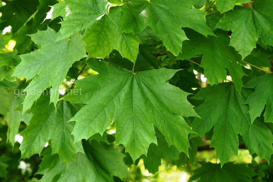 Acer crataegifolium veitihi