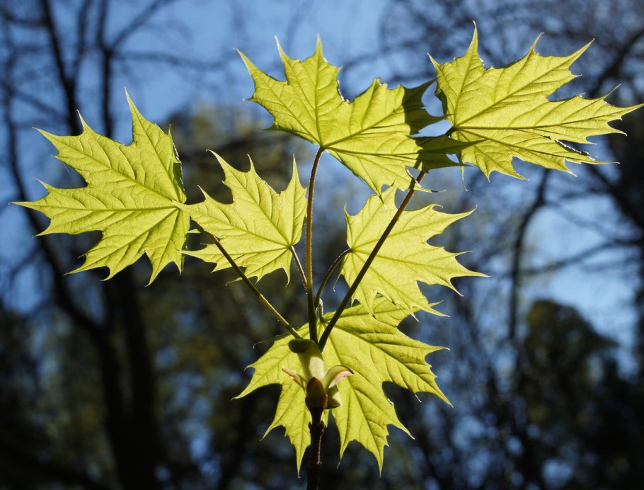 Клен сахарный остролистный