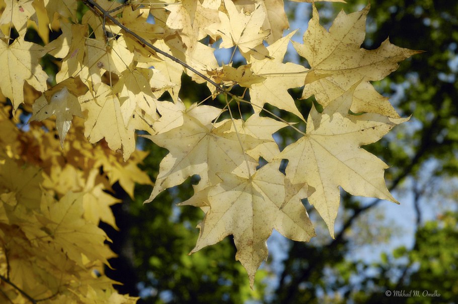 Клён канадский мелколистный