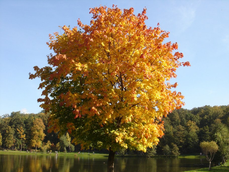 Клен канадский остролистный