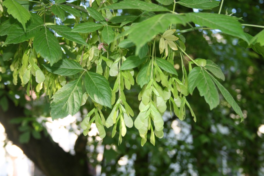 Acer mono (клён мелколистный)