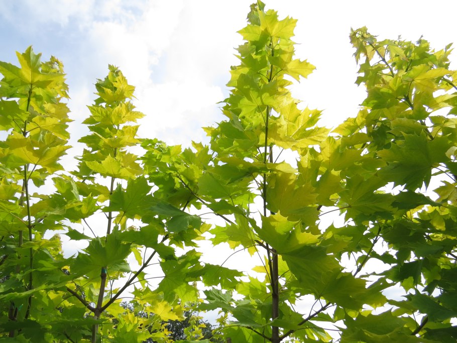 Клен остролистный acer platanoides