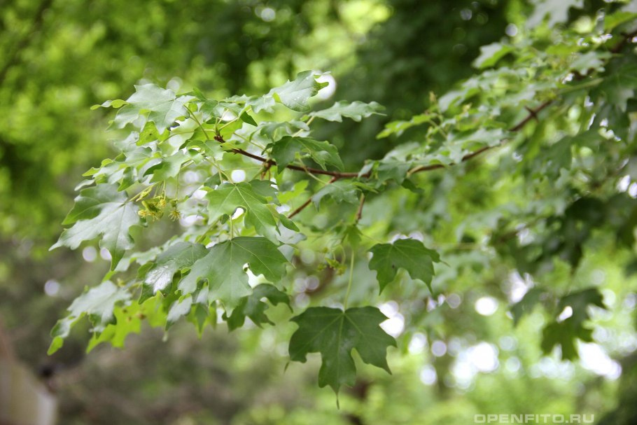 Листья деревьев клен