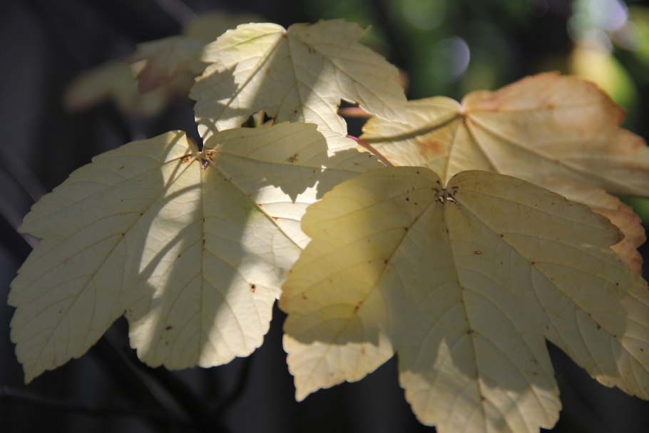 Клен канадский сахарный