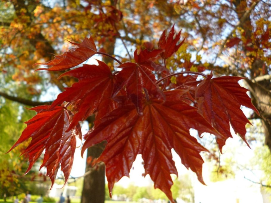 Клен канадский остролистный
