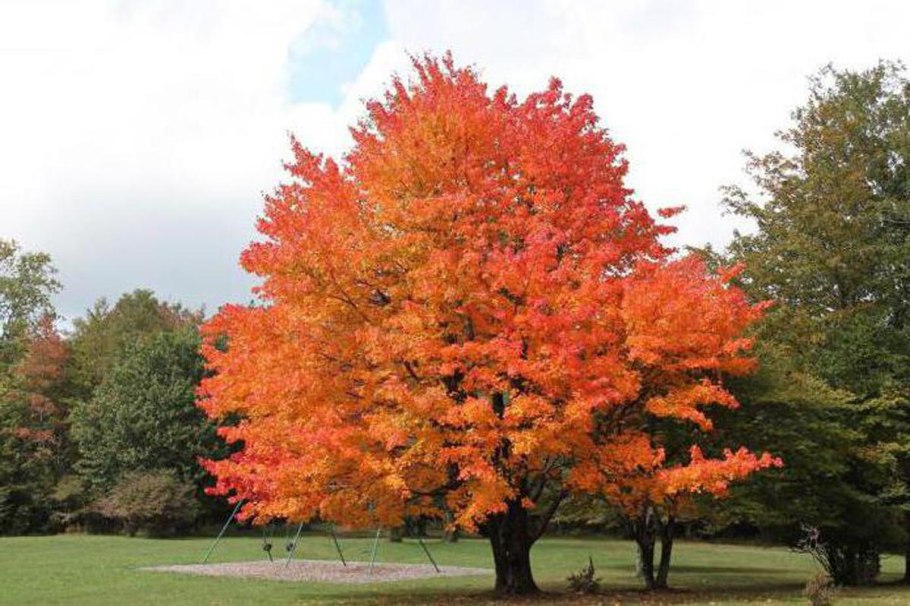 Дальневосточный клен ложнозибольдов