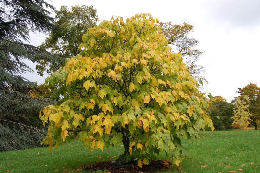 Клен пенсильванский (acer pensylvanicum)