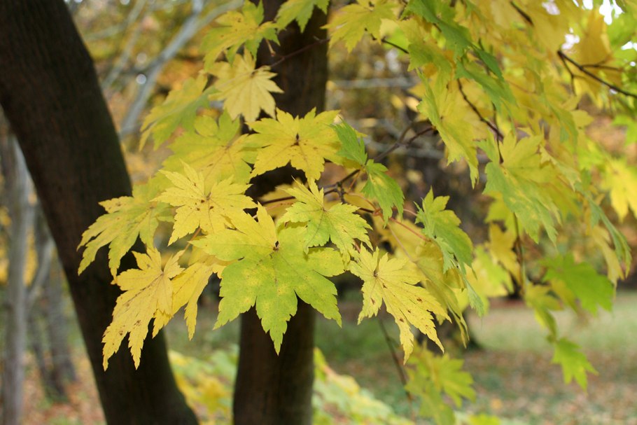 Клен ложнозибольдов