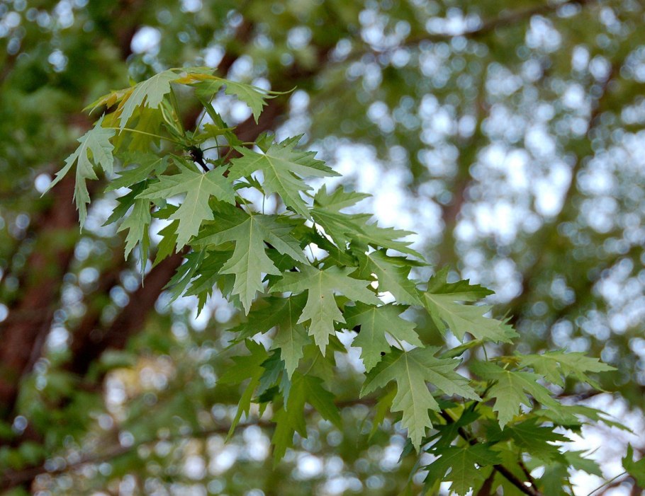 Клен серебристый acer saccharinum лист