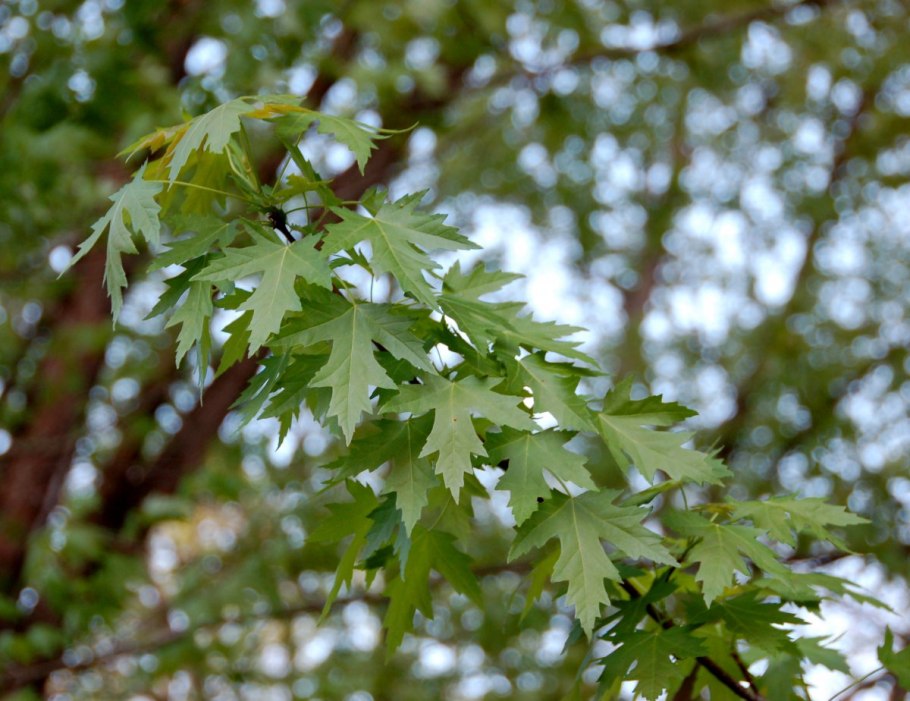 Клен серебристый acer saccharinum