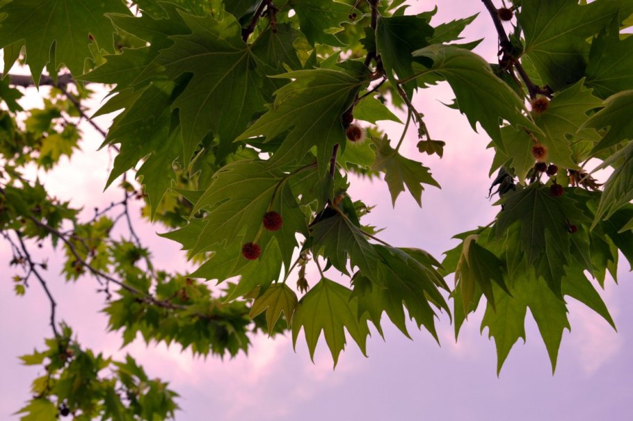 Клен канадский остролистный