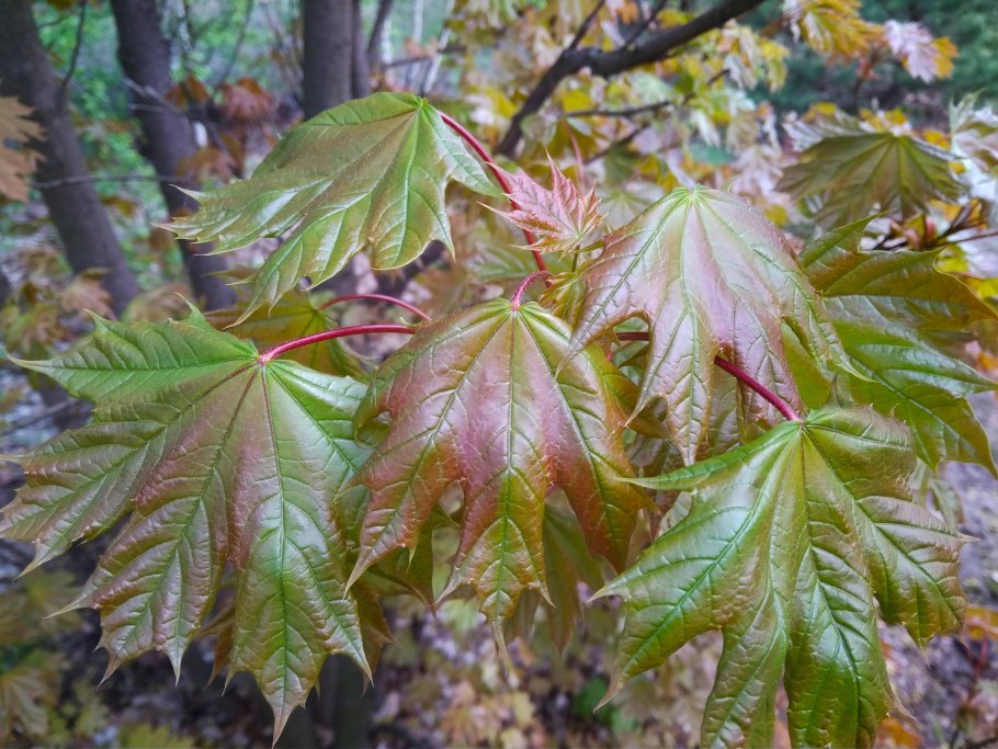 Клен Ложноплатановый лист