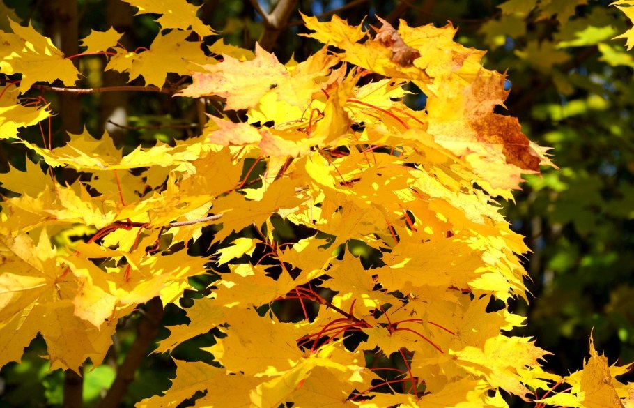 Остролистный клен