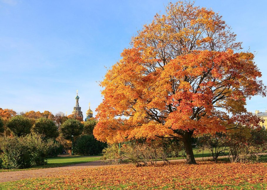 Дерево клен
