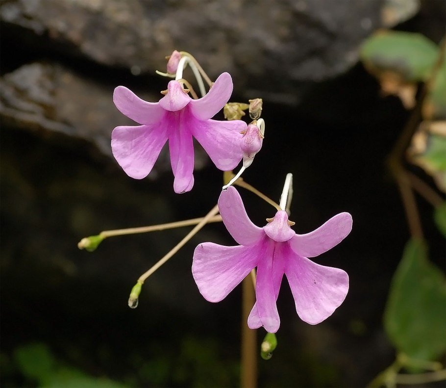 Impatiens namchabarwensis