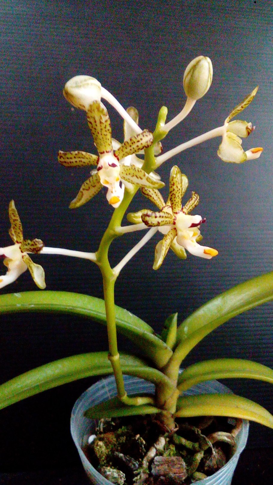 Trichoglottis triflora