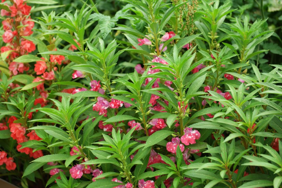 Бальзамин садовый Камелия