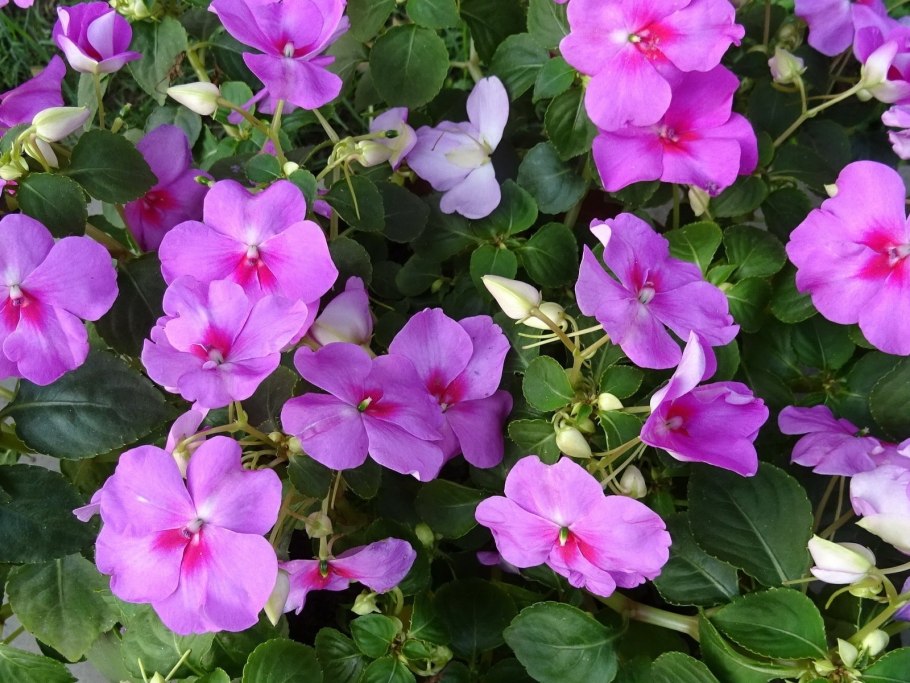 Бальзамин цветок