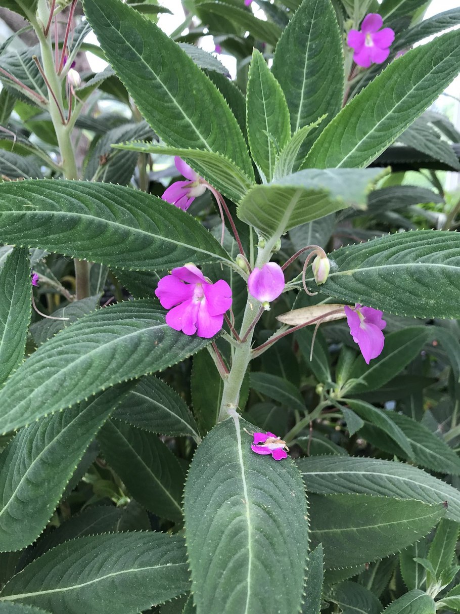 Impatiens psittacina