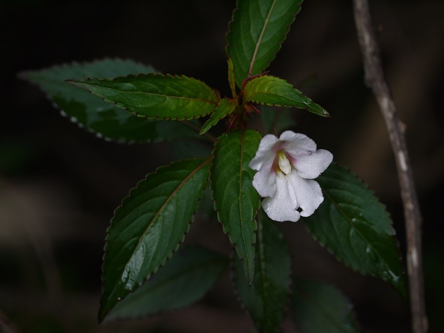 Белый бальзамин