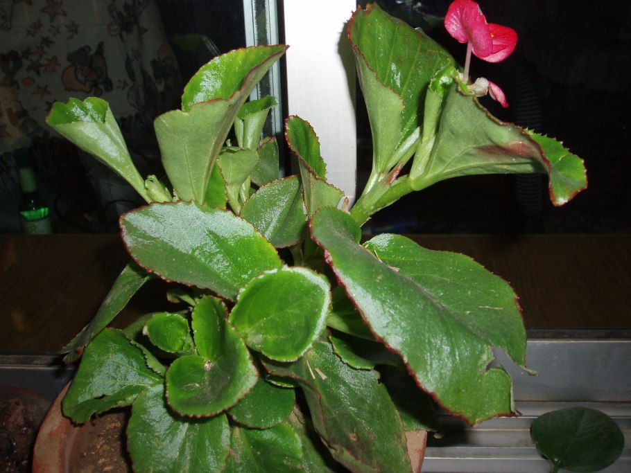 Бальзамин садовый Камелия