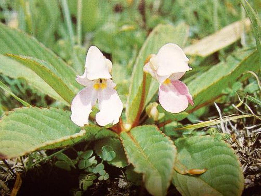 Бальзамин садовый Кэтрин