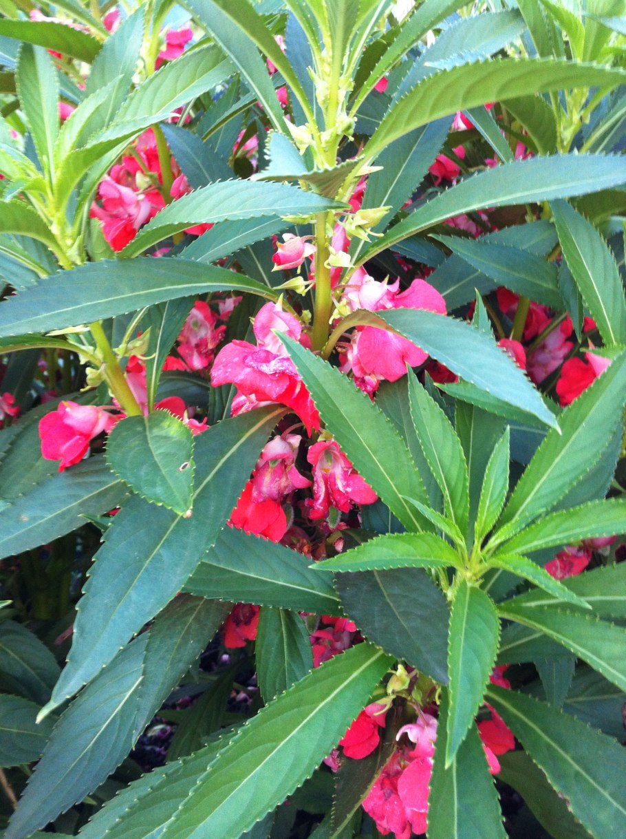 Бальзамин Санпатиенс