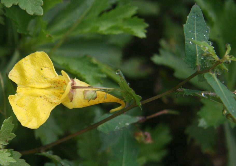 Недотрога обыкновенная (impatiens noli-tangere)