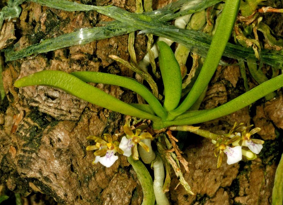 Орхидея Трихоглотис трифлора