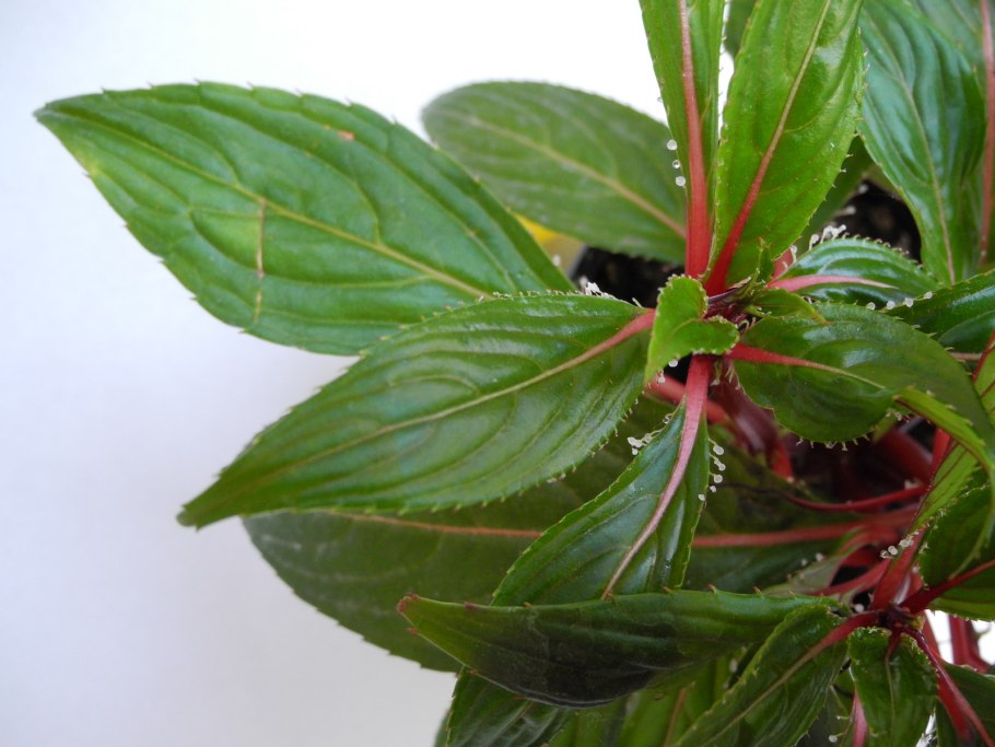 Impatiens namchabarwensis