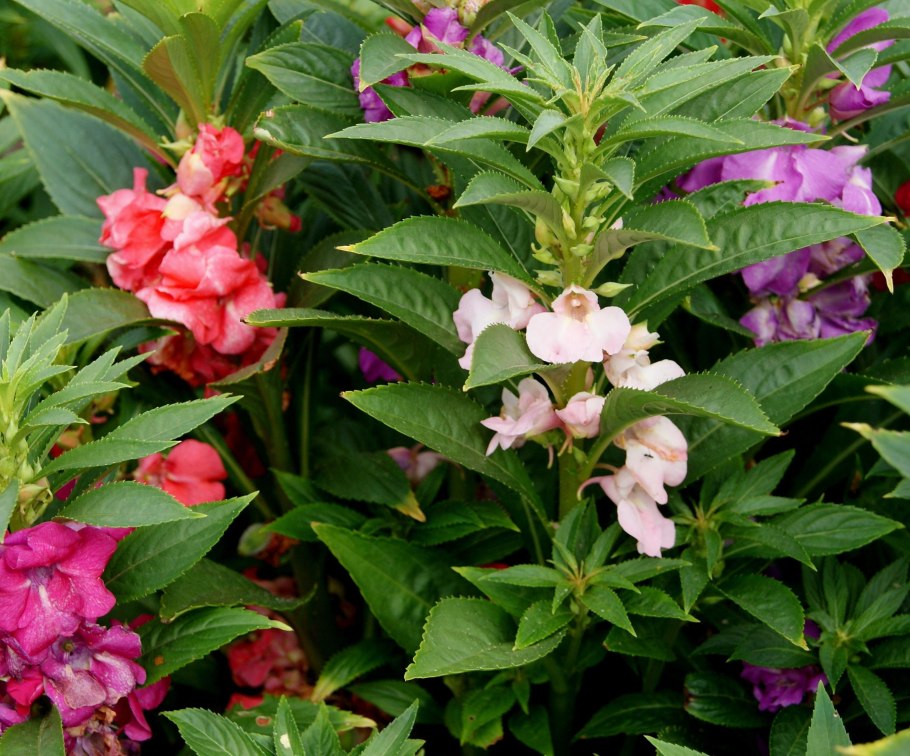 Бальзамин камелия