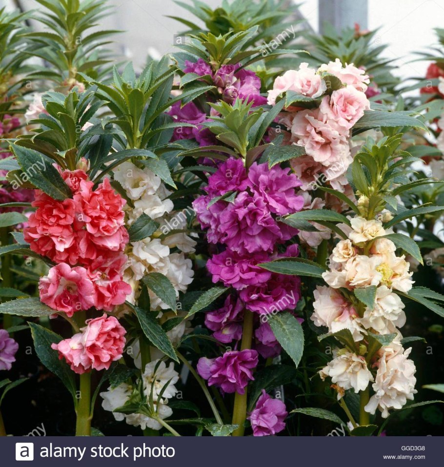 Мини экскаватор Kobelco sk025