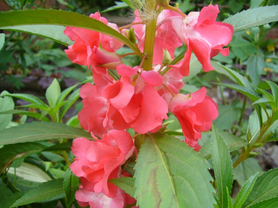 Цветок белого бальзамина похожий на лебедя