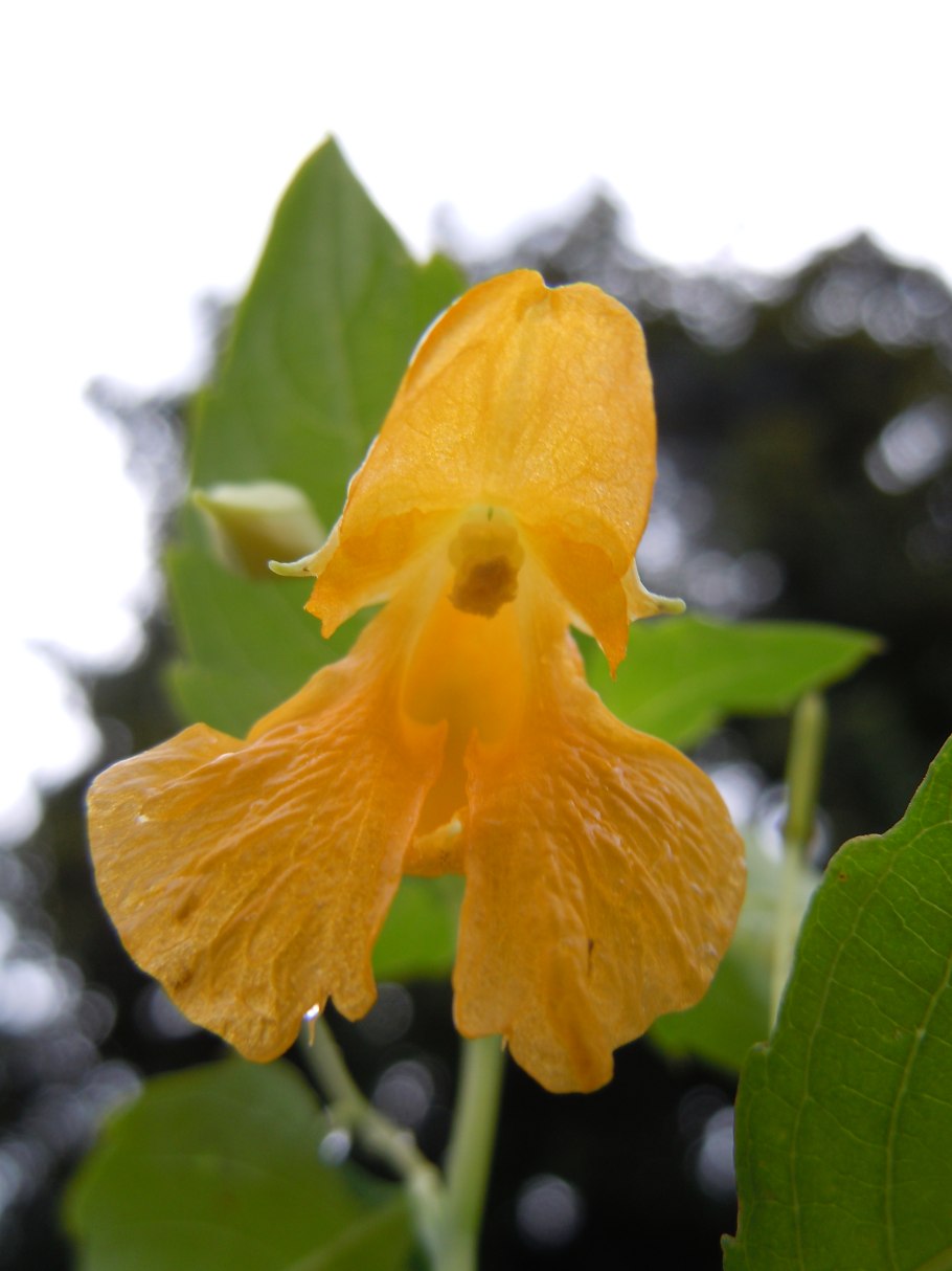 Бонни Роттен школьница