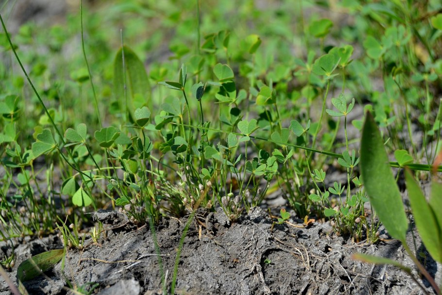 Marsilea hirsuta/ Марсилия хирсута