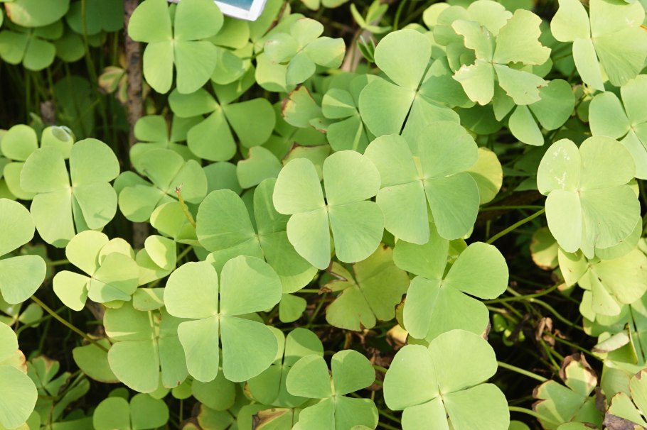 Марсилея Египетская — Marsilea aegyptiaca