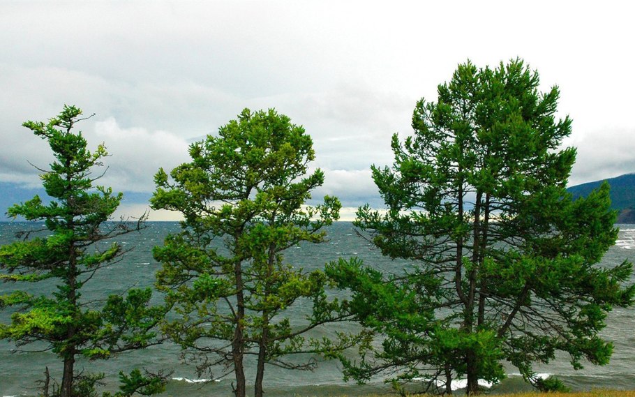 Юго-Запад США Pinus attenuata