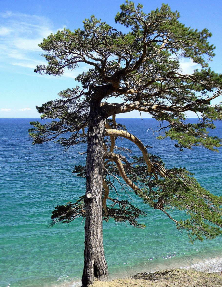 Pinus Ponderosa pendula