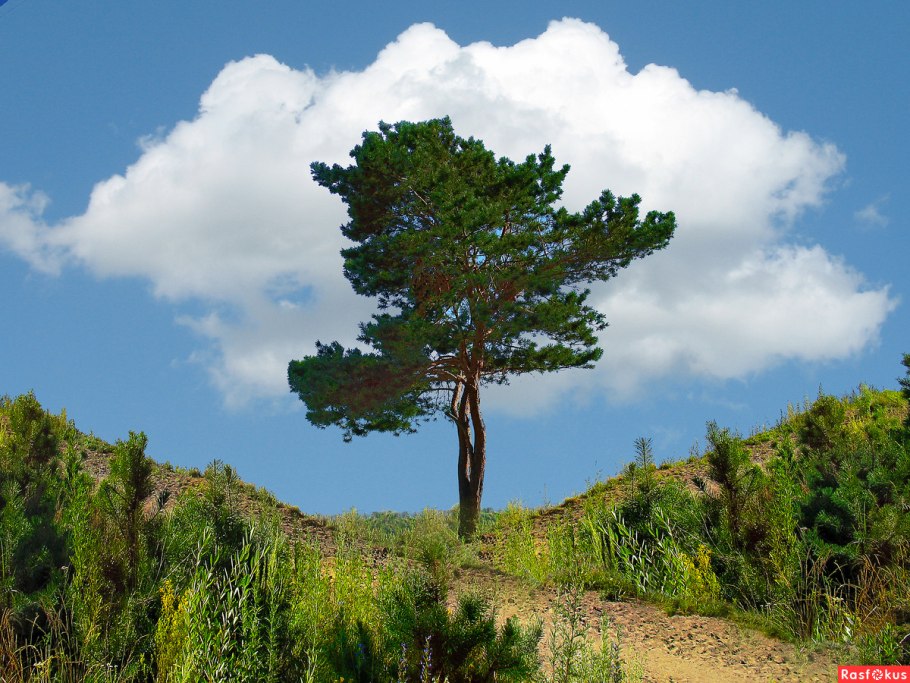Монтана National Tree Ponderosa Pine