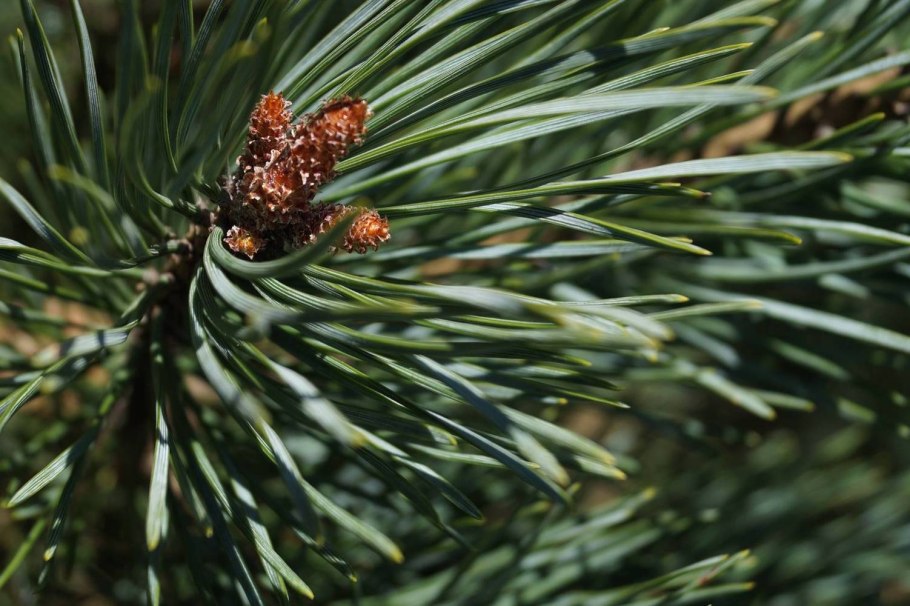 Сосна обыкновенная Pinus