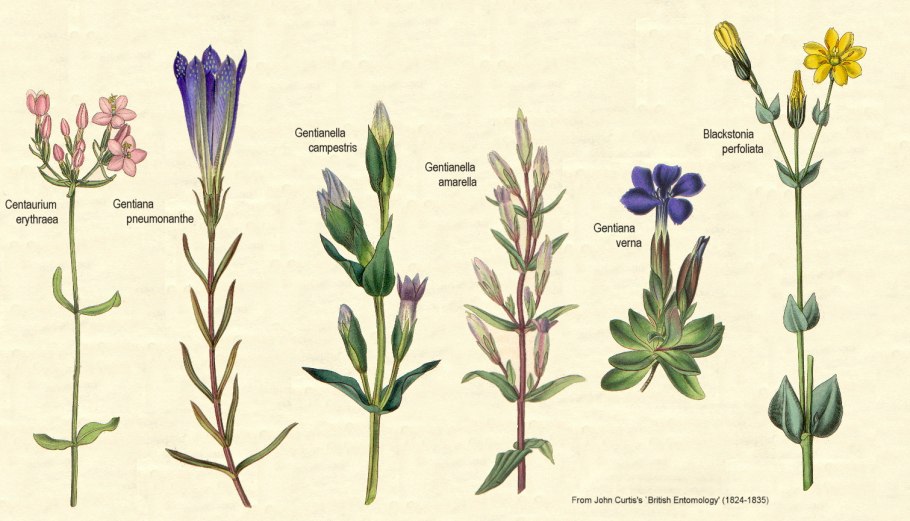 Gentianella Promethea