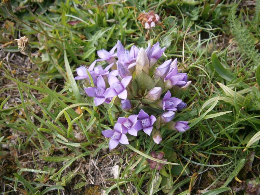 Gentianella Campestris