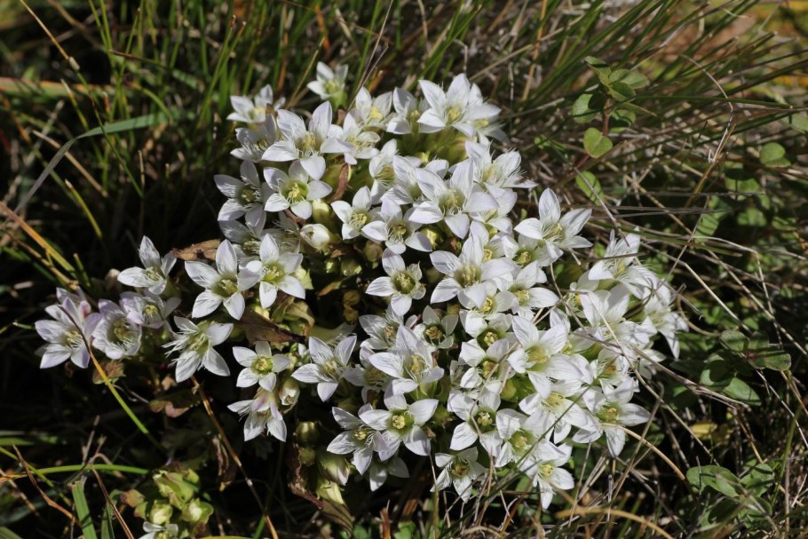 Gentiana amarella