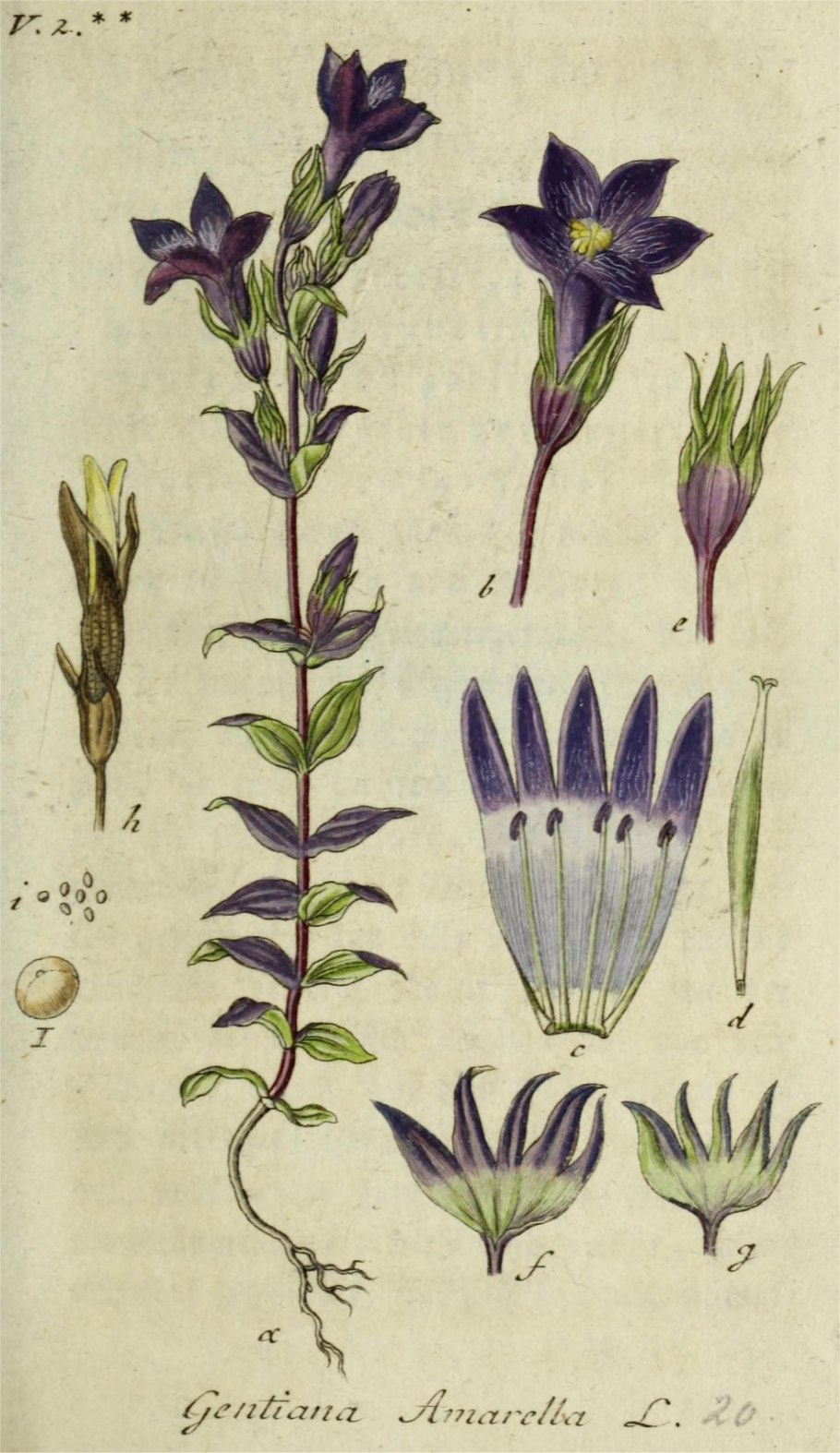 Gentiana amarella