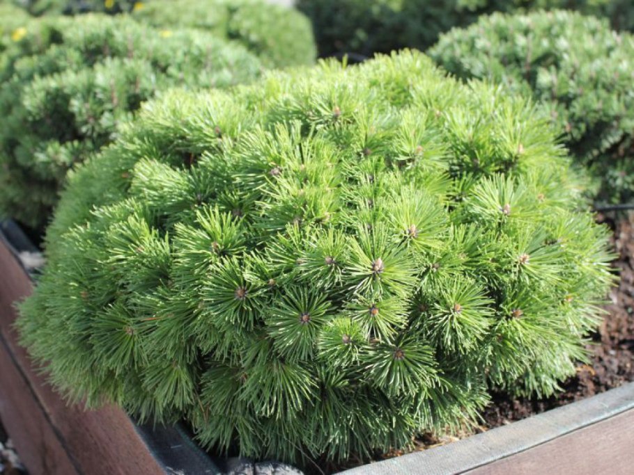 Сосна Горная (Pinus mugo Varella