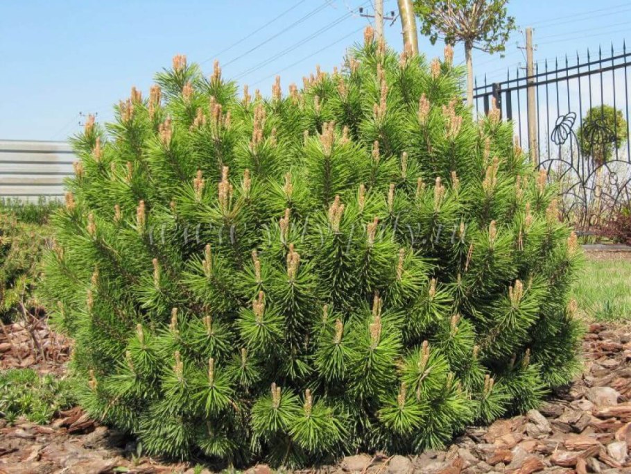 Сосна Горная Пинус Муго Пумилио