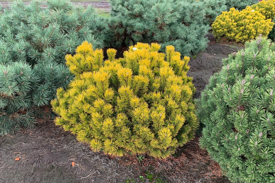 Сосна горная  carsten wintergold