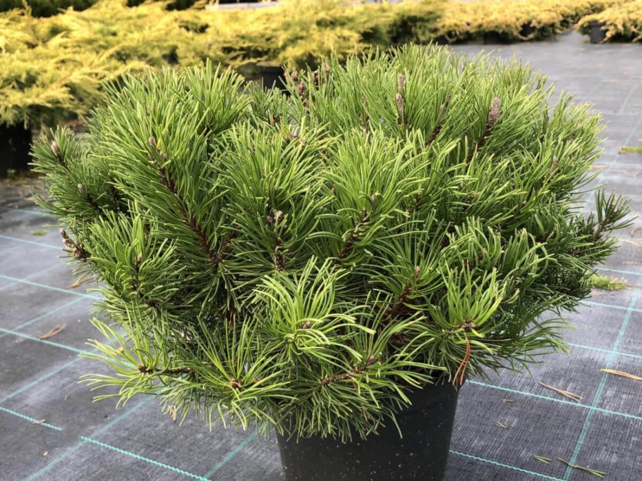 Сосна Горная Пумилио