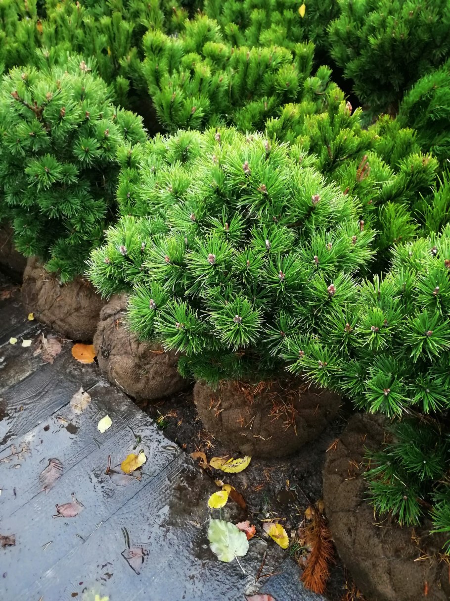 Сосна Горная Пинус